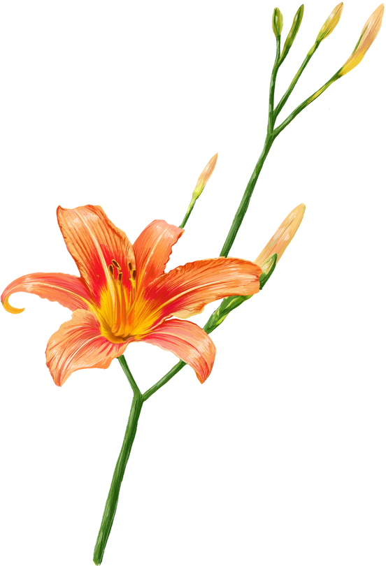 orange lily flowers, daylily illustration